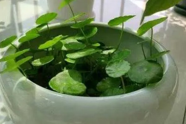 铜钱草的水培方式,一个星期换水一次