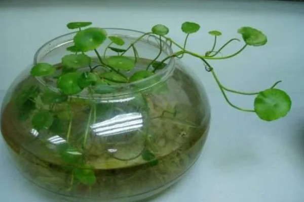 铜钱草的水培方式,一个星期换水一次