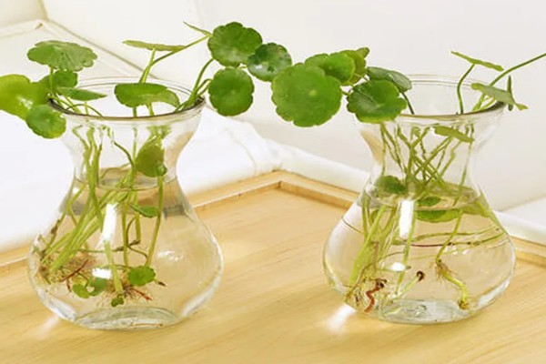 铜钱草的水培方式,一个星期换水一次