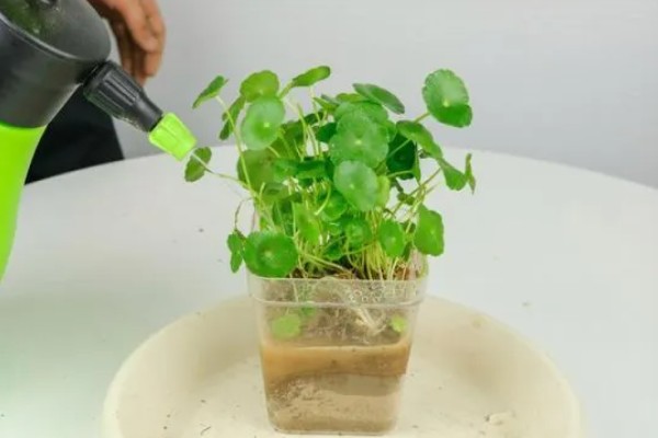 铜钱草的水培方式,一个星期换水一次