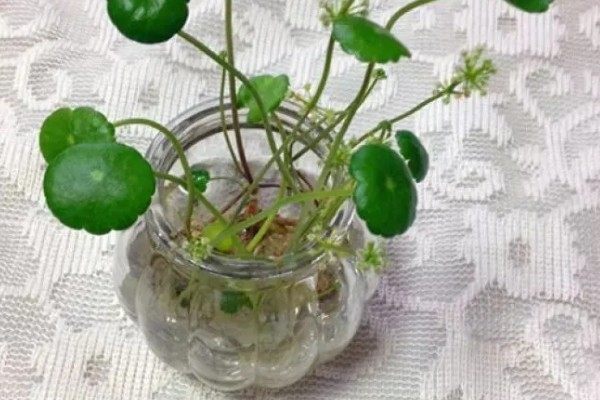铜钱草的水培方式,一个星期换水一次