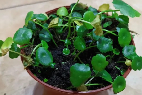 铜钱草的水培方式,一个星期换水一次