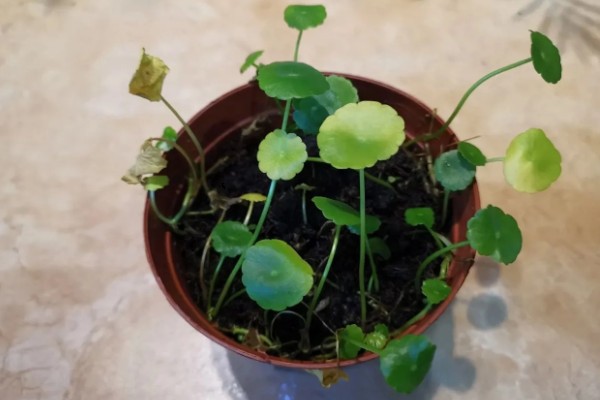 铜钱草的水培方式,一个星期换水一次