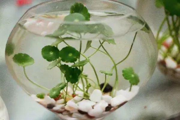 铜钱草的水培方式,一个星期换水一次