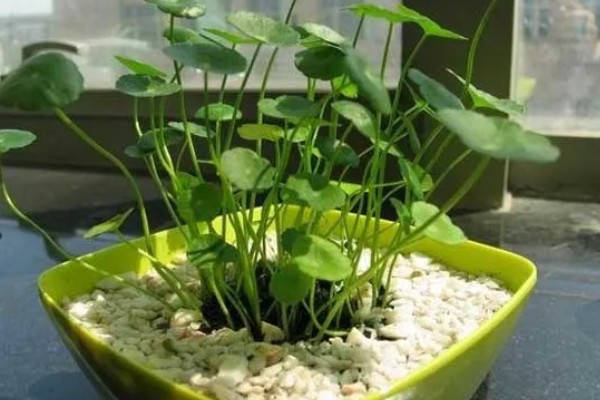 铜钱草的水培方式,一个星期换水一次