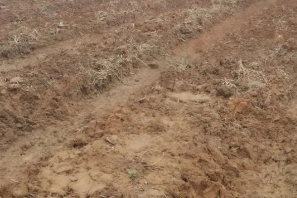 南方蓝莓的种植方法，土壤PH值为4.5-5为佳