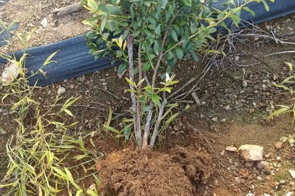 南方蓝莓的种植方法，土壤PH值为4.5-5为佳