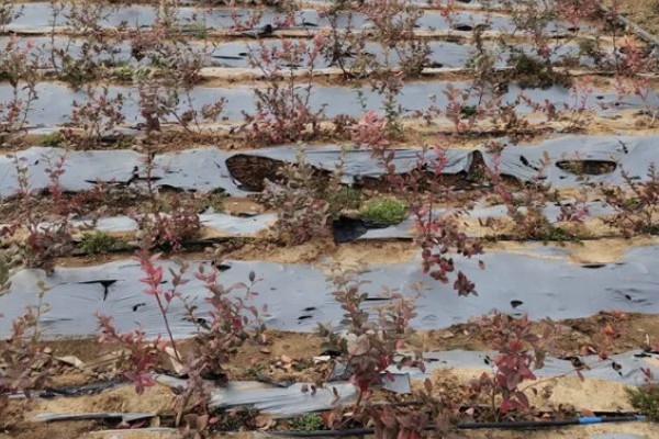 南方蓝莓的种植方法，土壤PH值为4.5-5为佳