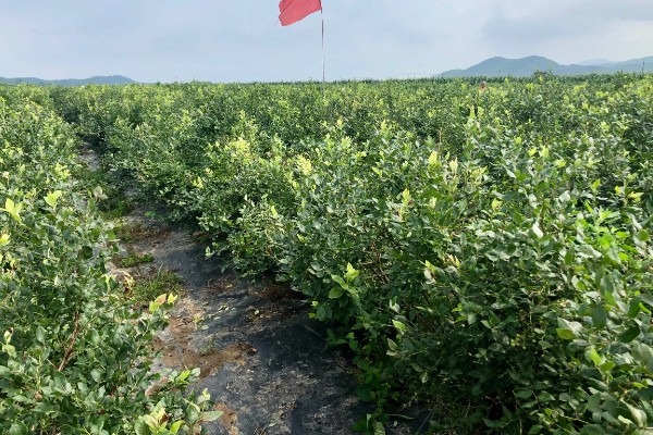 南方蓝莓的种植方法，土壤PH值为4.5-5为佳