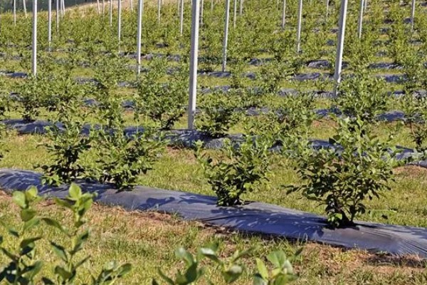 南方蓝莓的种植方法，土壤PH值为4.5-5为佳
