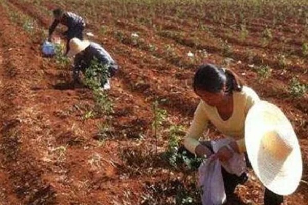 南方蓝莓的种植方法，土壤PH值为4.5-5为佳