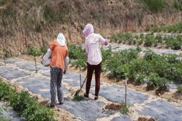 南方蓝莓的种植方法，土壤PH值为4.5-5为佳