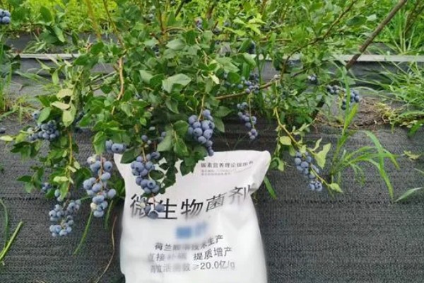 南方蓝莓的种植方法，土壤PH值为4.5-5为佳