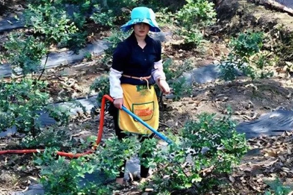 南方蓝莓的种植方法，土壤PH值为4.5-5为佳