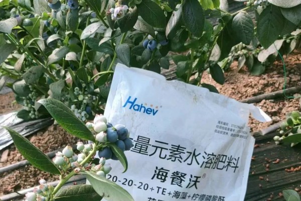 南方蓝莓的种植方法，土壤PH值为4.5-5为佳