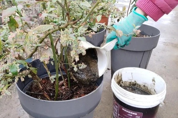 南方蓝莓的种植方法，土壤PH值为4.5-5为佳