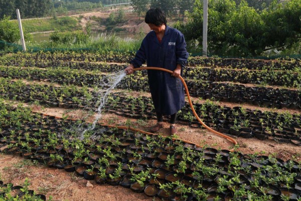 南方蓝莓的种植方法，土壤PH值为4.5-5为佳