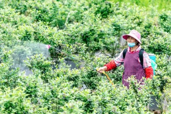 南方蓝莓的种植方法，土壤PH值为4.5-5为佳