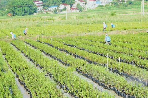 南方蓝莓的种植方法，土壤PH值为4.5-5为佳
