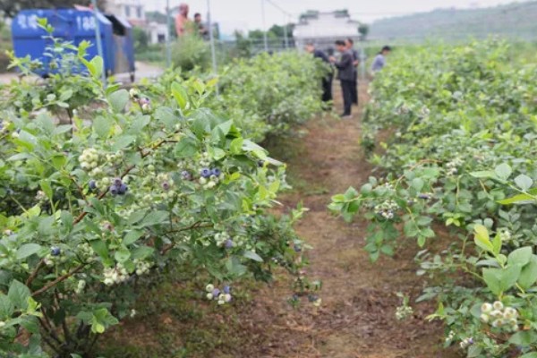 南方蓝莓的种植方法，土壤PH值为4.5-5为佳