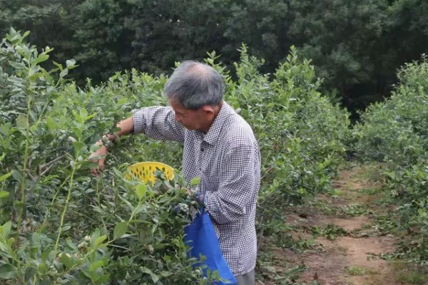 南方蓝莓的种植方法，土壤PH值为4.5-5为佳