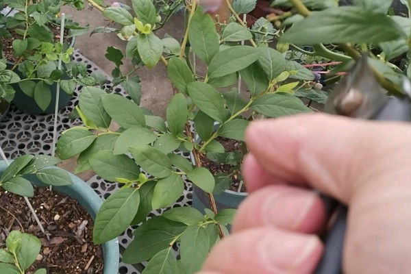 南方蓝莓的种植方法，土壤PH值为4.5-5为佳