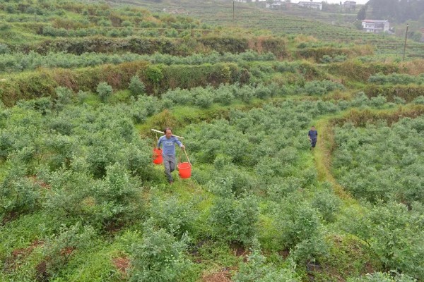 南方蓝莓的种植方法，土壤PH值为4.5-5为佳