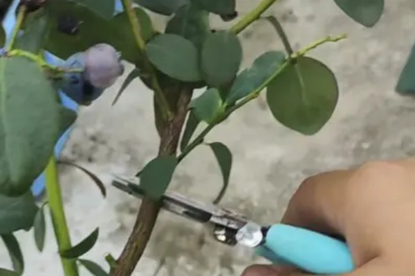 南方蓝莓的种植方法，土壤PH值为4.5-5为佳