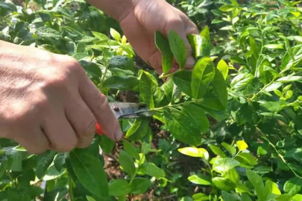 南方蓝莓的种植方法，土壤PH值为4.5-5为佳
