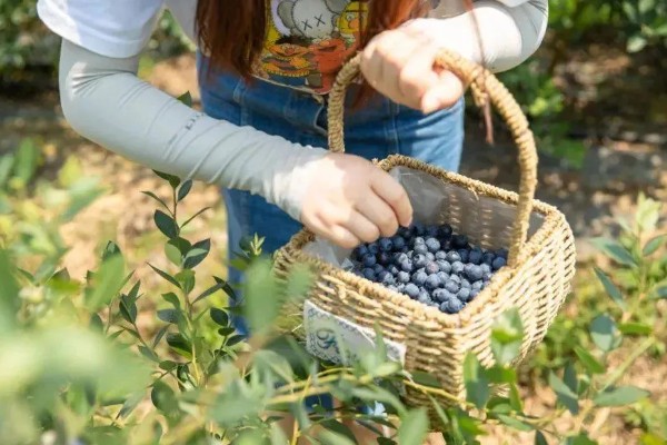 南方蓝莓的种植方法，土壤PH值为4.5-5为佳