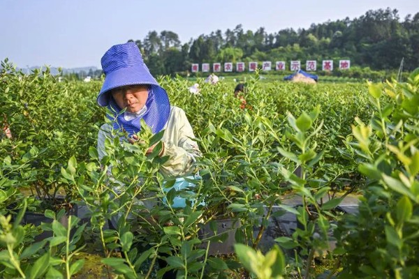 南方蓝莓的种植方法，土壤PH值为4.5-5为佳