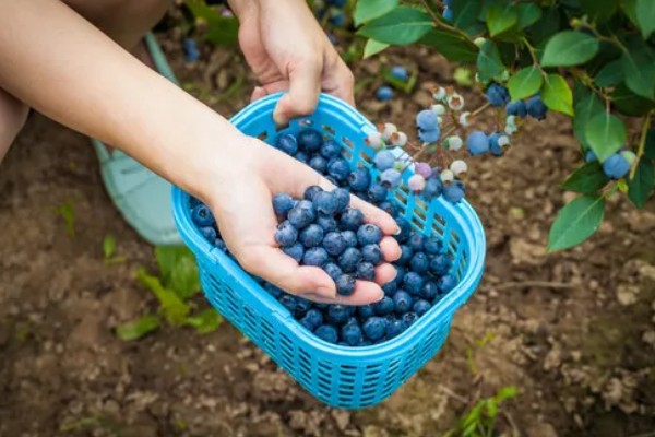 南方蓝莓的种植方法，土壤PH值为4.5-5为佳