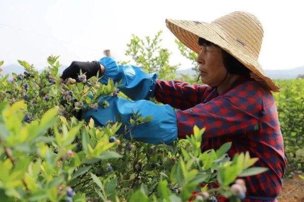 南方蓝莓的种植方法，土壤PH值为4.5-5为佳