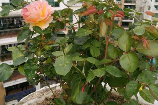 月季新芽萎缩卷曲的原因，可能是缺乏光照所致