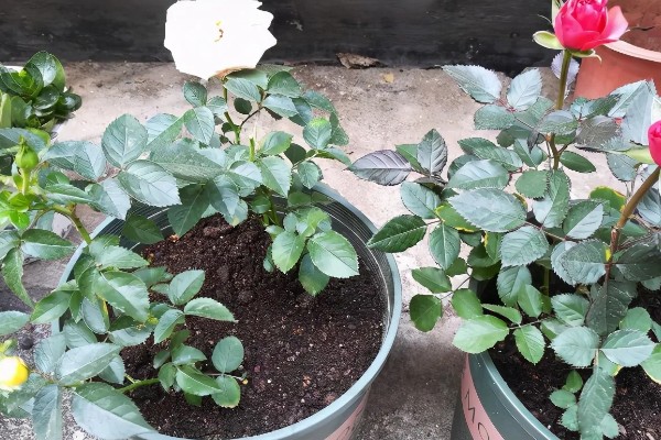 月季新芽萎缩卷曲的原因，可能是缺乏光照所致