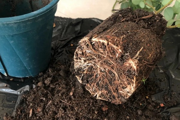 月季新芽萎缩卷曲的原因，可能是缺乏光照所致