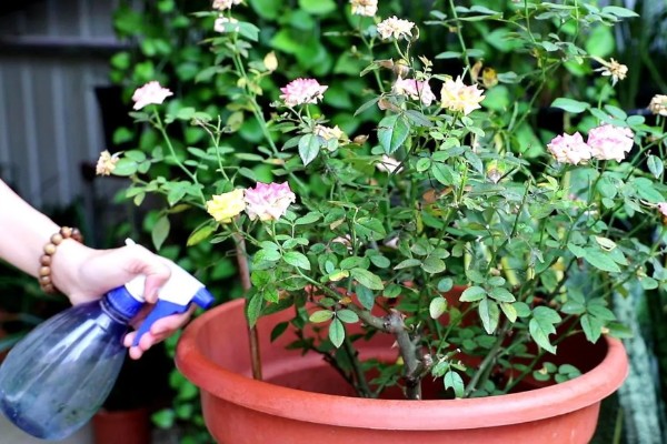 月季新芽萎缩卷曲的原因，可能是缺乏光照所致