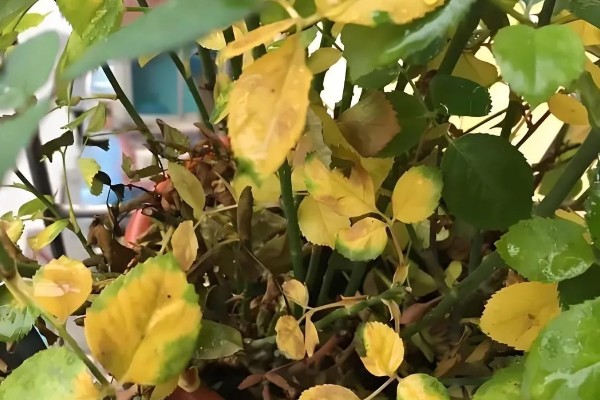 月季新芽萎缩卷曲的原因，可能是缺乏光照所致