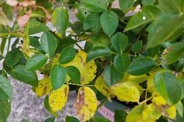 月季新芽萎缩卷曲的原因，可能是缺乏光照所致