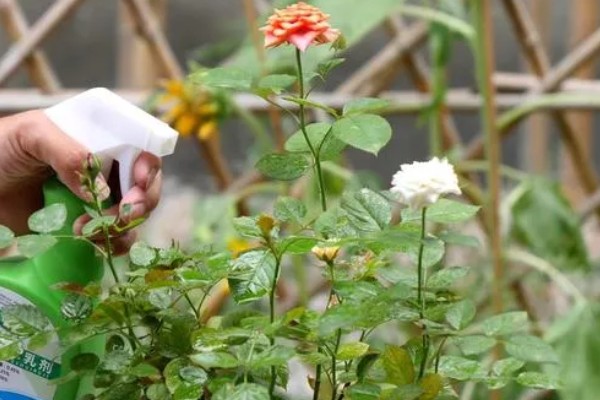 月季新芽萎缩卷曲的原因，可能是缺乏光照所致