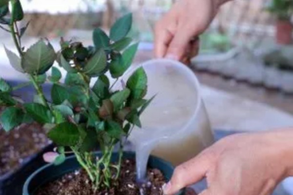 月季新芽萎缩卷曲的原因，可能是缺乏光照所致