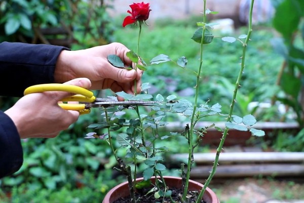 月季新芽萎缩卷曲的原因，可能是缺乏光照所致