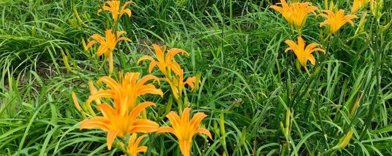 黄花菜如何栽培，生长期间中耕3-4次