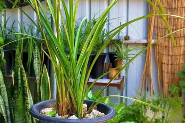 黄蝉兰如何浇水，不同季节的浇水方法不同