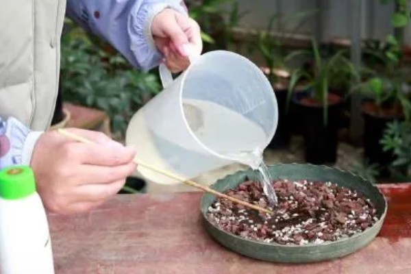 黄蝉兰如何浇水，不同季节的浇水方法不同