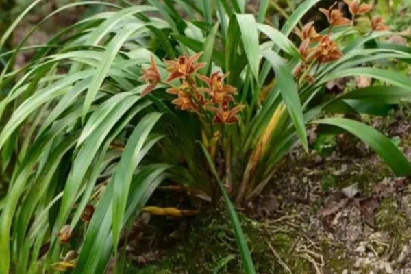 黄蝉兰如何浇水，不同季节的浇水方法不同