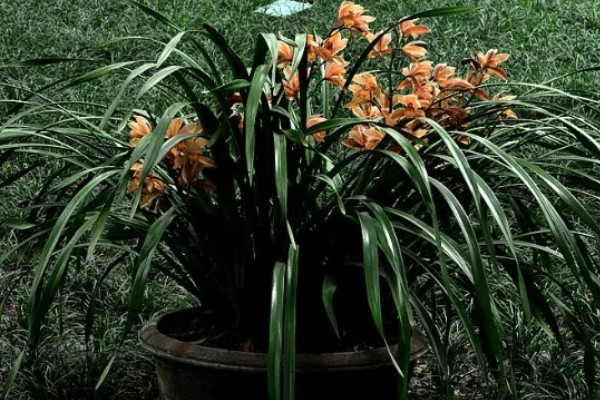 黄蝉兰如何浇水，不同季节的浇水方法不同