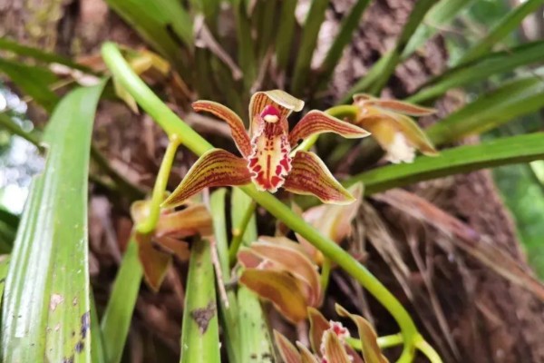 黄蝉兰如何浇水，不同季节的浇水方法不同