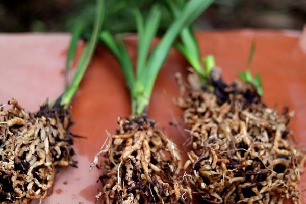 黄蝉兰如何浇水，不同季节的浇水方法不同