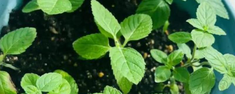 留兰香种子的价格，价格在200元左右一斤